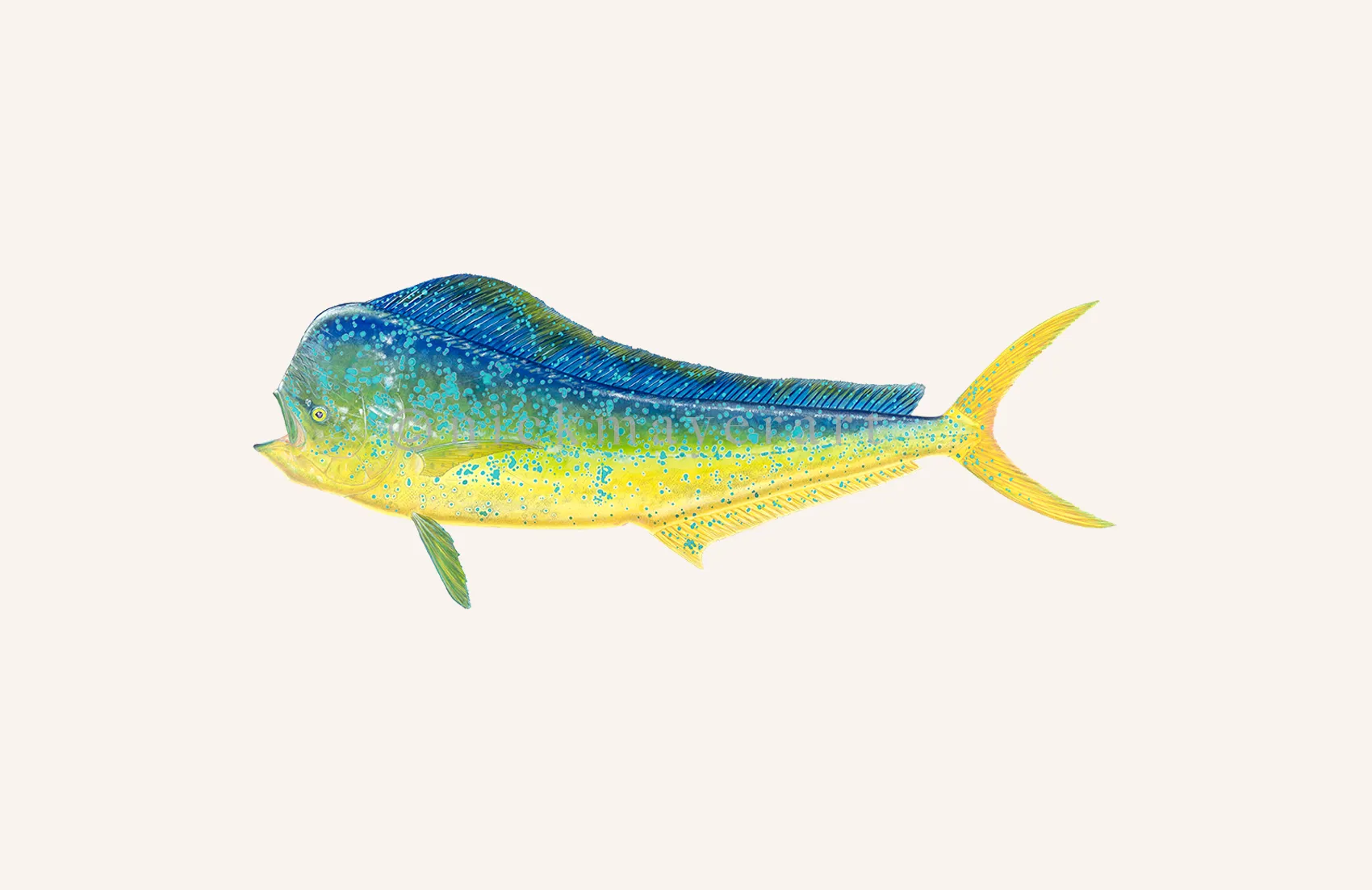 Bull Dorado/ Mahi Print - Best Seller