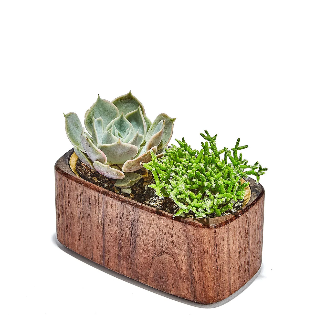 Planter (Brass / Wide)