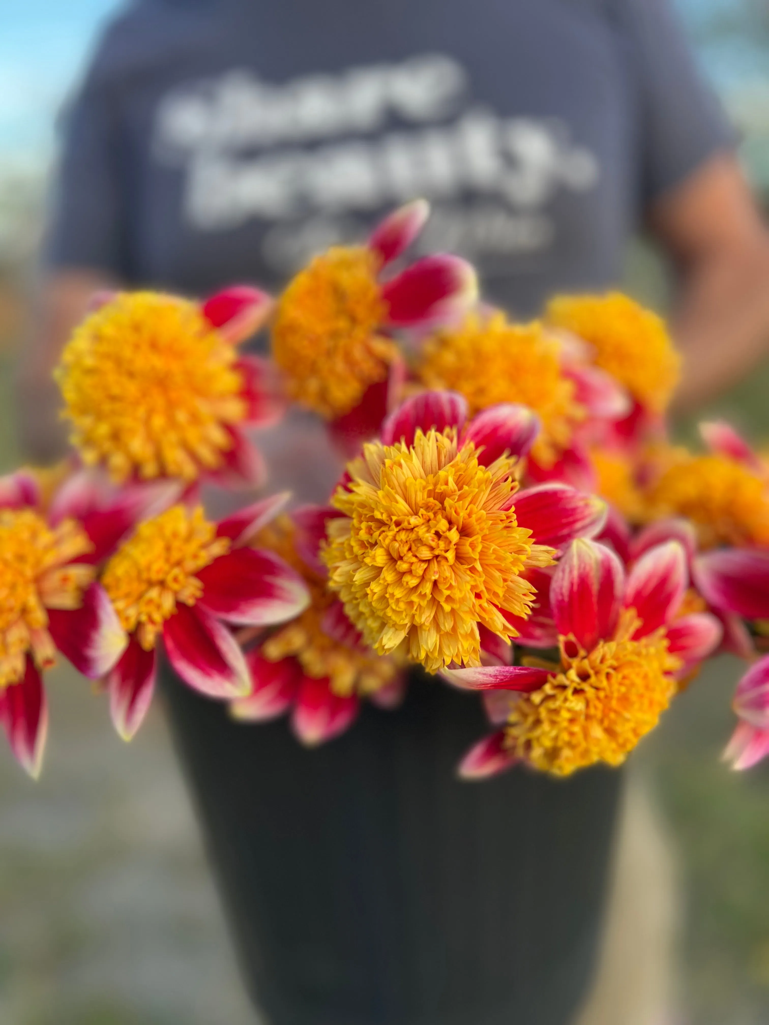 Sandia Panama Dahlia Tuber