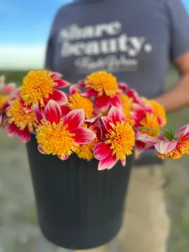 Sandia Panama Dahlia Tuber